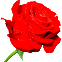 Animated Roses Stickers