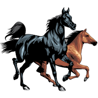 Horse breeds - Photos