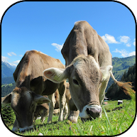 Austria wallpapers