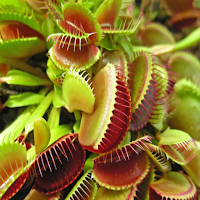 Carnivorous plants