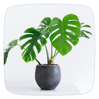 Indoor Plants Tutorial