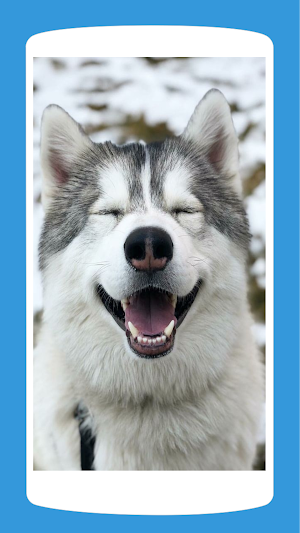 Cute Husky Wallpaper HD 4K Screenshot 1