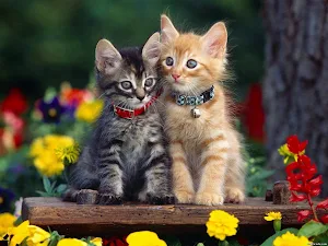 Cute Cat Wallpaper HD screenshot 2