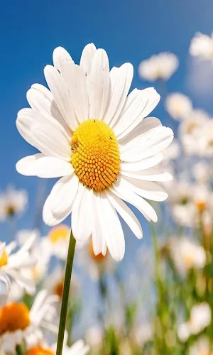 Beautiful flowers 🌺 Gif - Colorful Flowers in HD Screenshot 1