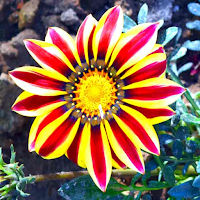 Flower Wallpapers HD 2021