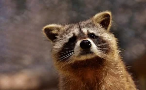 Raccoon wallpapers Screenshot 0
