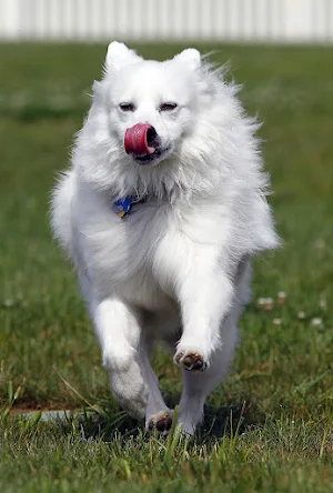 American Eskimo Dog Wallpapers screenshot 4