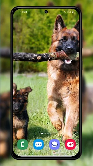 German shepherd dogs wallpaper Screenshot 2
