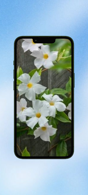 Mandevilla Flower WalL Screenshot 0