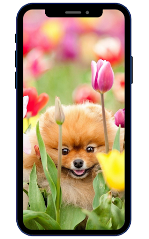 Pomeranian Wallpapers Screenshot 0