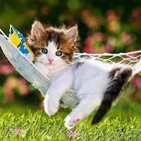 Cute kittens