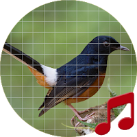 White-rumped shama Sounds ~ Sboard.pro