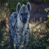 Hyena Sounds