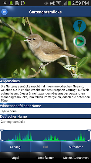 Vogelstimmen Id - Ruf + Gesang Screenshot 1