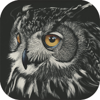 Owl Wallpapers 4K