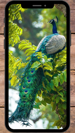 Burung Merak Wallpaper Screenshot 3