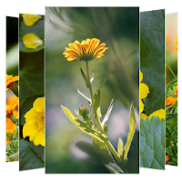 Marigold Flower Wallpapers