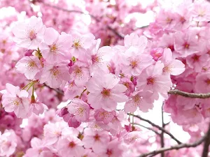 Sakura wallpapers Screenshot 3