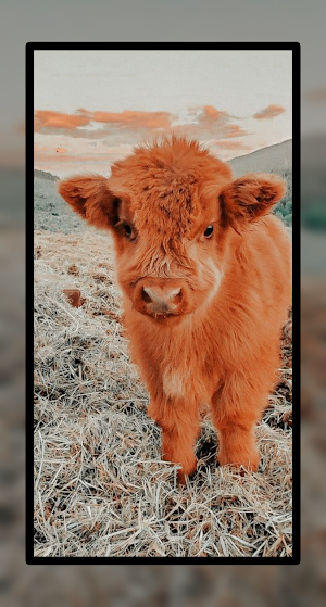 Baby Cow Wallpaper Cute Screenshot 1