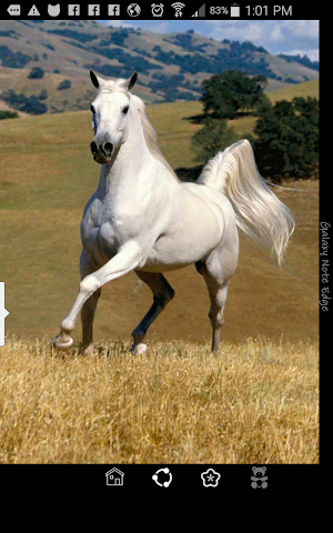 Hayvanlar Alfabe ve Sesler Screenshot 2
