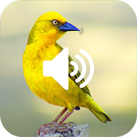 Birds Sound Ringtones