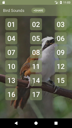 Laughingthrushes Bird Sounds Screenshot 0