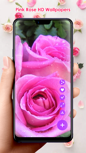 Pink Rose HD Wallpapers Screenshot 1