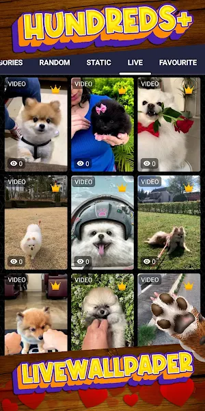 pomeranian wallpaper Screenshot 2