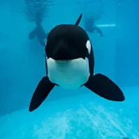 Orca Sound