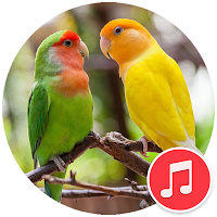 Lovebird Sounds