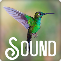 Hummingbird Sound Ringtones