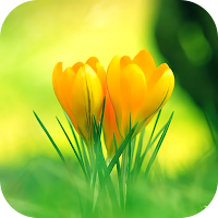 Green Wallpaper 2023