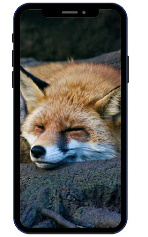 Fox HD Wallpapers Screenshot 1