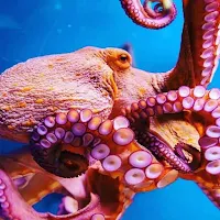 Octopus Wallpapers