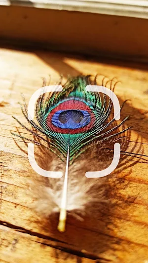 Feather Identifier Screenshot 0