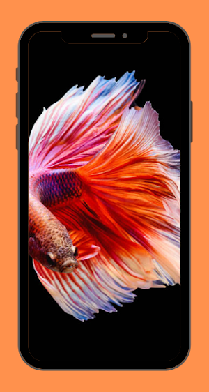 Betta Fish Wallpaper Free Screenshot 3