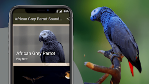African Grey Parrot Sounds Screenshot 1