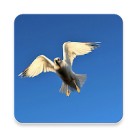 Seagull Bird Sounds ~ Sclip.app