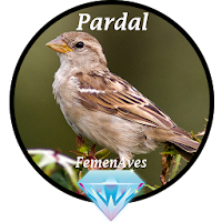 Canto Fêmea de Pardal