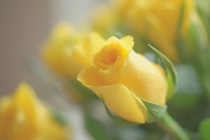 Yellow Rose Wallpaper HD Screenshot 3