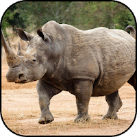 Rhino wallpapers