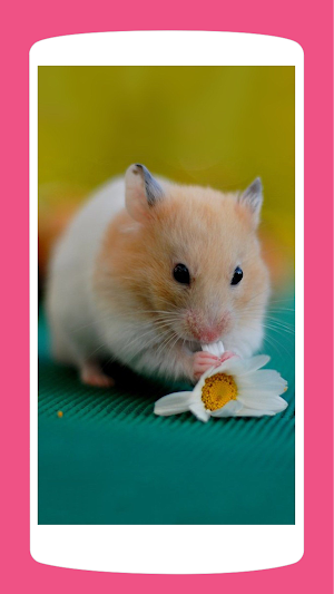 Cute Hamster Wallpaper 4K Screenshot 2