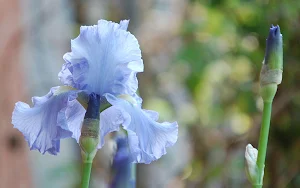 Iris Flower Wallpapers Screenshot 1