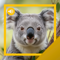 Koala-Bear Sounds & Story