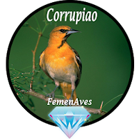 Canto Fêmea de Corrupiao