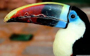 Toucans Wallpaper HD Screenshot 3