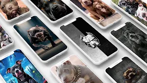 Pitbull Dog Wallpaper Screenshot 0