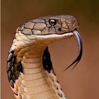 King Cobra Snake Wallpapers