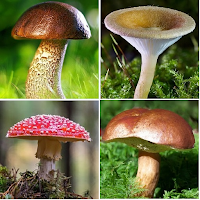 Mushroom identifier
