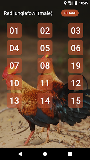 Red junglefowl Screenshot 0